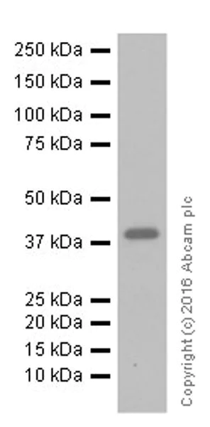 Western blot - Anti-Cardiac Troponin T antibody [EPR20266] (AB209813)
