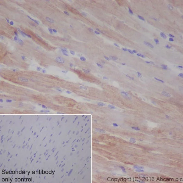 Immunohistochemistry (Formalin/PFA-fixed paraffin-embedded sections) - Anti-Cardiac Troponin T antibody [EPR20266] - BSA and Azide free (AB223536)
