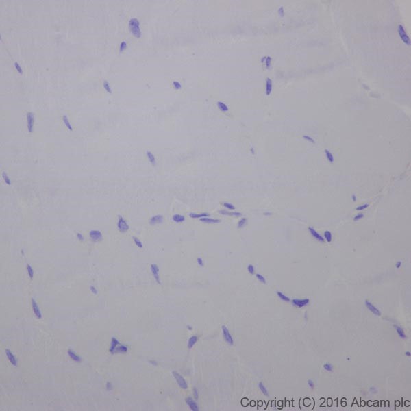 Immunohistochemistry (Formalin/PFA-fixed paraffin-embedded sections) - Anti-Cardiac Troponin T antibody [EPR20266] - BSA and Azide free (AB223536), expandable thumbnail