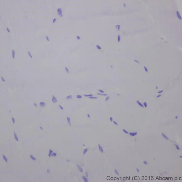 Immunohistochemistry (Formalin/PFA-fixed paraffin-embedded sections) - Anti-Cardiac Troponin T antibody [EPR20266] - BSA and Azide free (AB223536)