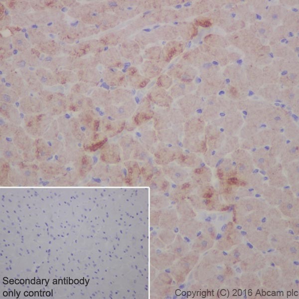 Immunohistochemistry (Formalin/PFA-fixed paraffin-embedded sections) - Anti-Cardiac Troponin T antibody [EPR20266] - BSA and Azide free (AB223536), expandable thumbnail