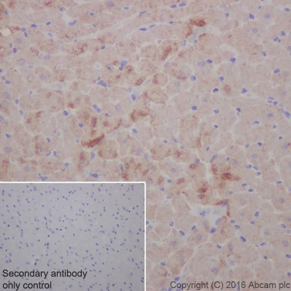 Immunohistochemistry (Formalin/PFA-fixed paraffin-embedded sections) - Anti-Cardiac Troponin T antibody [EPR20266] - BSA and Azide free (AB223536)