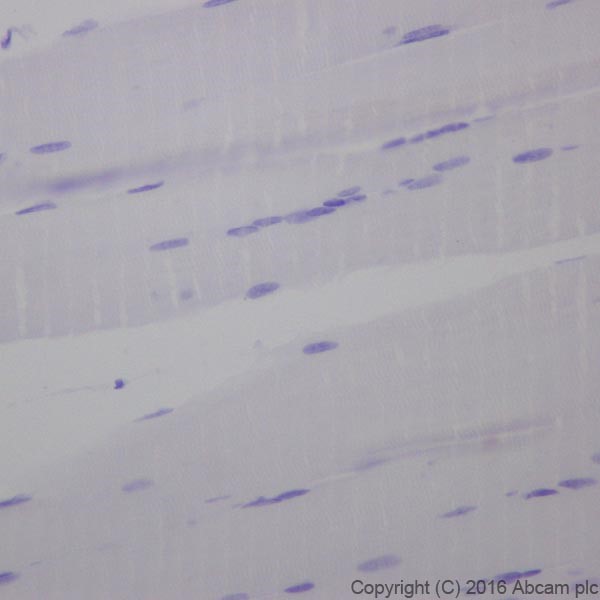 Immunohistochemistry (Formalin/PFA-fixed paraffin-embedded sections) - Anti-Cardiac Troponin T antibody [EPR20266] - BSA and Azide free (ab223536), expandable thumbnail