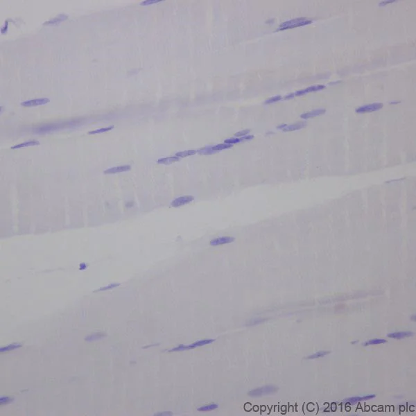 Immunohistochemistry (Formalin/PFA-fixed paraffin-embedded sections) - Anti-Cardiac Troponin T antibody [EPR20266] - BSA and Azide free (AB223536)