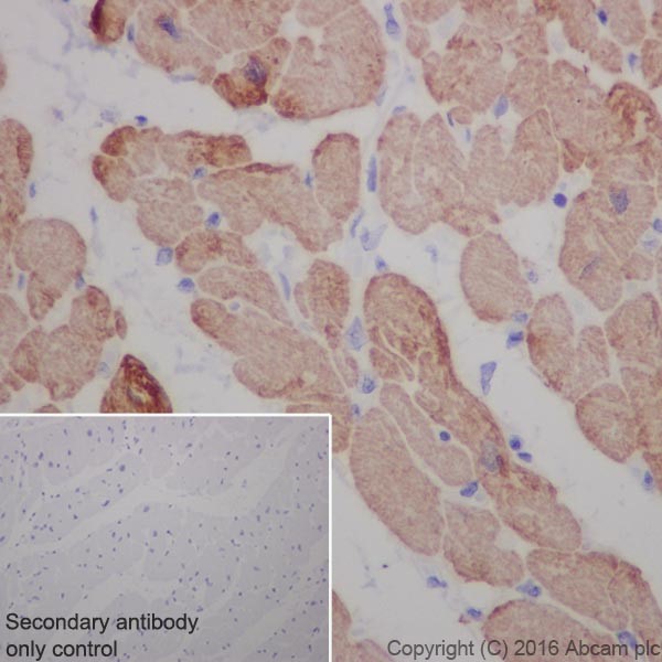 Immunohistochemistry (Formalin/PFA-fixed paraffin-embedded sections) - Anti-Cardiac Troponin T antibody [EPR20266] - BSA and Azide free (AB223536), expandable thumbnail