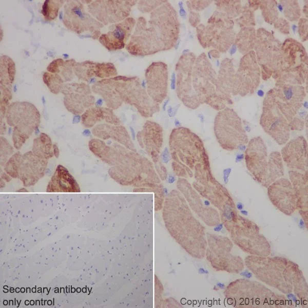Immunohistochemistry (Formalin/PFA-fixed paraffin-embedded sections) - Anti-Cardiac Troponin T antibody [EPR20266] - BSA and Azide free (AB223536)