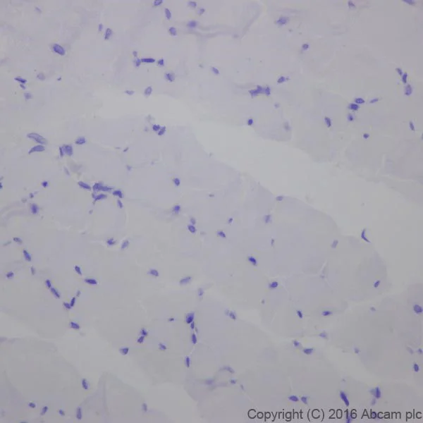 Immunohistochemistry (Formalin/PFA-fixed paraffin-embedded sections) - Anti-Cardiac Troponin T antibody [EPR20266] - BSA and Azide free (AB223536)