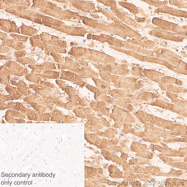 Immunohistochemistry - Anti-Cardiac Troponin T antibody [EPR26703-8] - BSA and Azide free (AB307153)