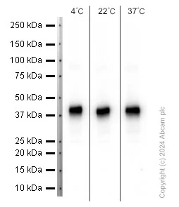 Western blot - Anti-Cardiac Troponin T antibody [EPR3695] (AB91605)