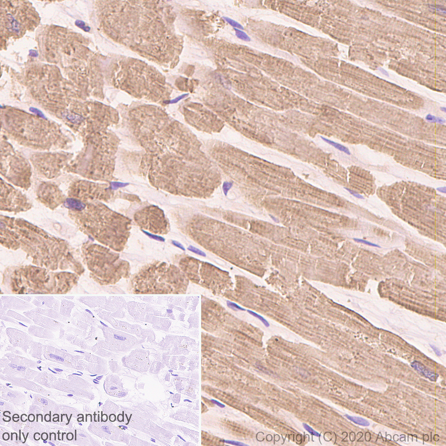 Immunohistochemistry (Formalin/PFA-fixed paraffin-embedded sections) - Anti-Cardiac Troponin T antibody [EPR3695] - BSA and Azide free (AB247526), expandable thumbnail