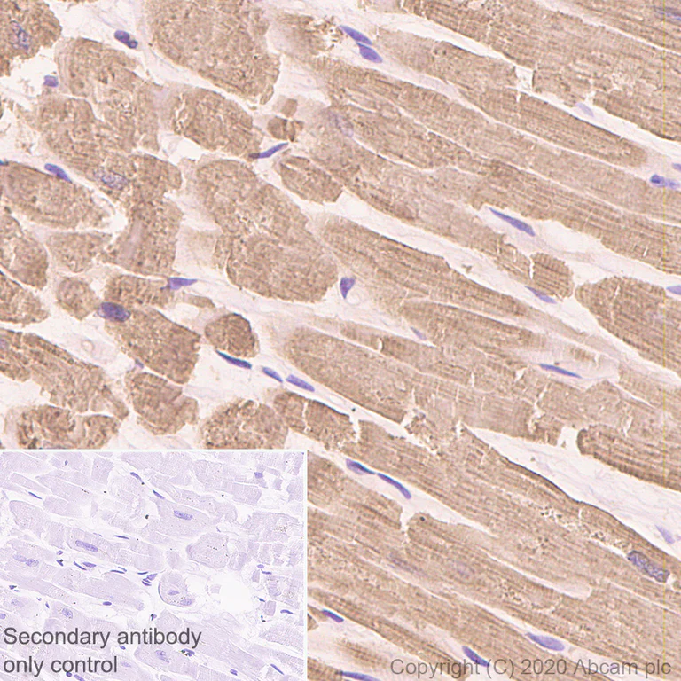 Immunohistochemistry (Formalin/PFA-fixed paraffin-embedded sections) - Anti-Cardiac Troponin T antibody [EPR3695] - BSA and Azide free (AB247526)
