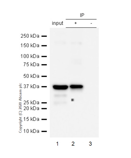 Immunoprecipitation - Anti-Cardiac Troponin T antibody [EPR3695] - BSA and Azide free (AB247526), expandable thumbnail