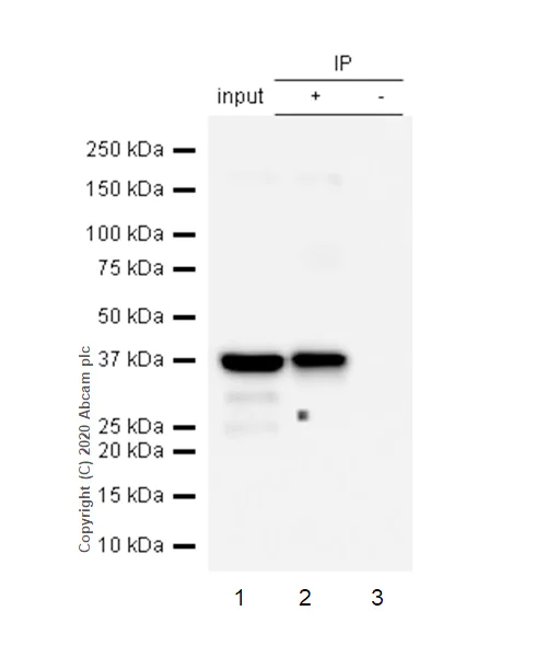 Immunoprecipitation - Anti-Cardiac Troponin T antibody [EPR3695] - BSA and Azide free (AB247526)