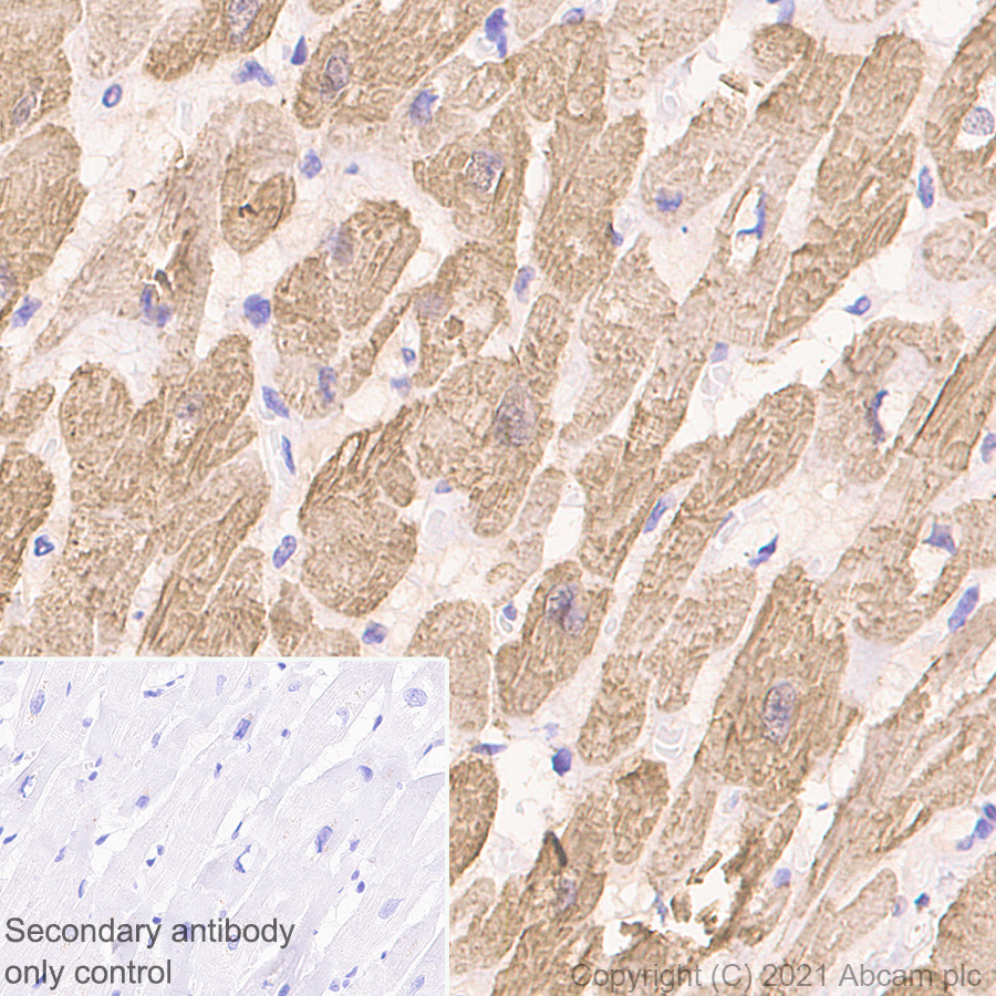 Immunohistochemistry (Formalin/PFA-fixed paraffin-embedded sections) - Anti-Cardiac Troponin T antibody [EPR3696] - BSA and Azide free (AB239917)