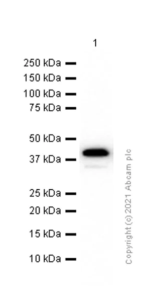Western blot - Anti-Cardiac Troponin T antibody [EPR3696] - BSA and Azide free (AB239917)