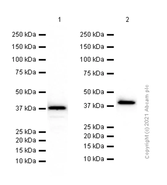 Western blot - Anti-Cardiac Troponin T antibody [EPR3696] - BSA and Azide free (AB239917)