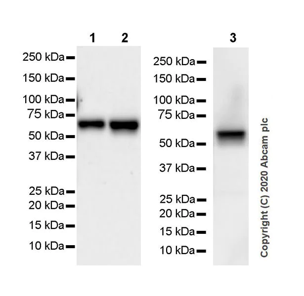 Western blot - Anti-CARM1 antibody [EPR23678-113] - BSA and Azide free (AB279344)