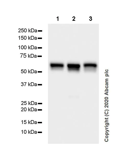 Western blot - Anti-CARM1 antibody [EPR23678-113] - BSA and Azide free (AB279344)