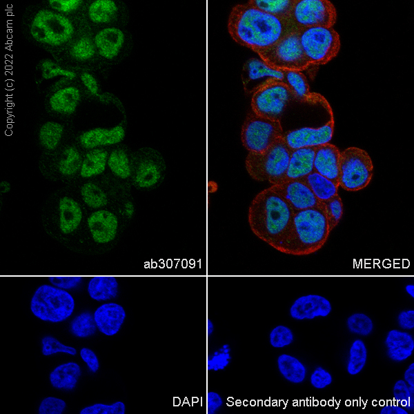 Immunocytochemistry/ Immunofluorescence - Anti-CARM1 antibody [EPR26711-36] (AB307091), expandable thumbnail