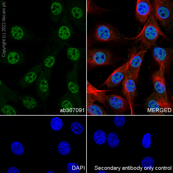 Immunocytochemistry/ Immunofluorescence - Anti-CARM1 antibody [EPR26711-36] (ab307091), expandable thumbnail