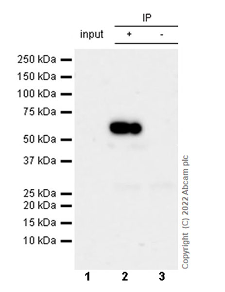 Immunoprecipitation - Anti-CARM1 antibody [EPR26711-36] (AB307091), expandable thumbnail