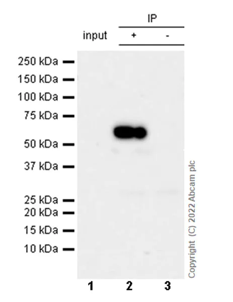 Immunoprecipitation - Anti-CARM1 antibody [EPR26711-36] (AB307091)