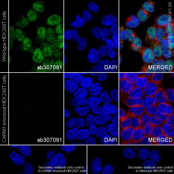 Immunocytochemistry/ Immunofluorescence - Anti-CARM1 antibody [EPR26711-36] - BSA and Azide free (AB307092)