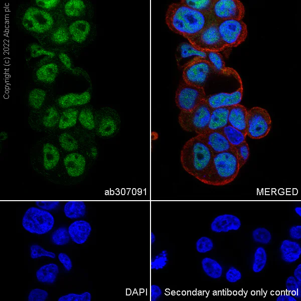 Immunocytochemistry/ Immunofluorescence - Anti-CARM1 antibody [EPR26711-36] - BSA and Azide free (AB307092)