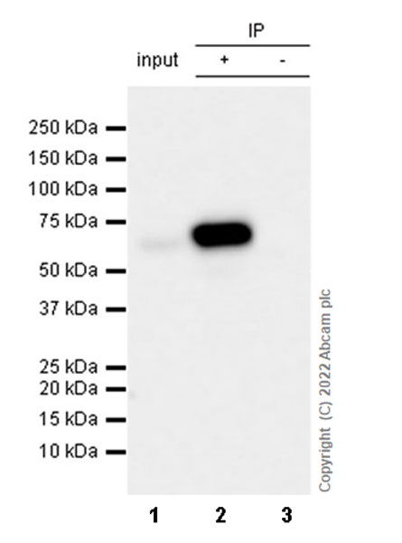 Immunoprecipitation - Anti-CARM1 antibody [EPR26711-36] - BSA and Azide free (ab307092), expandable thumbnail