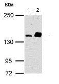 Western blot - Anti-Carma 1/CARD11 antibody (AB113409)