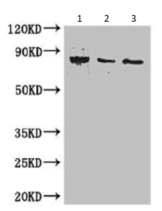 Western blot - Anti-CARS antibody (AB235536)