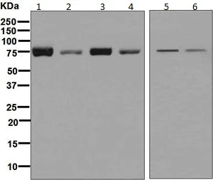 Western blot - Anti-CARS antibody [EPR7121] - BSA and Azide free (AB248142)