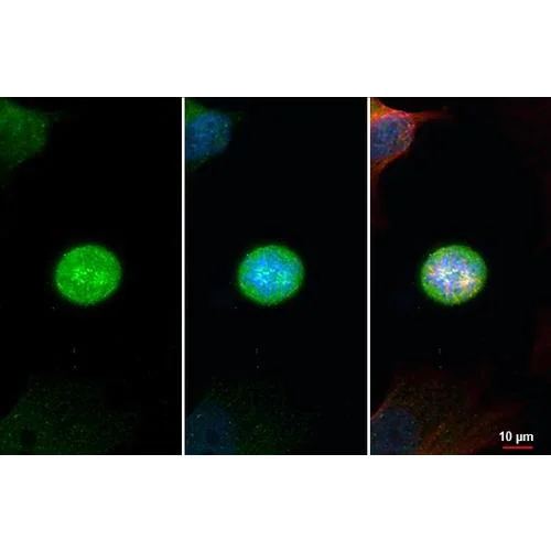 Immunocytochemistry/ Immunofluorescence - Anti-CASC5 antibody [HL2158] (AB317147)