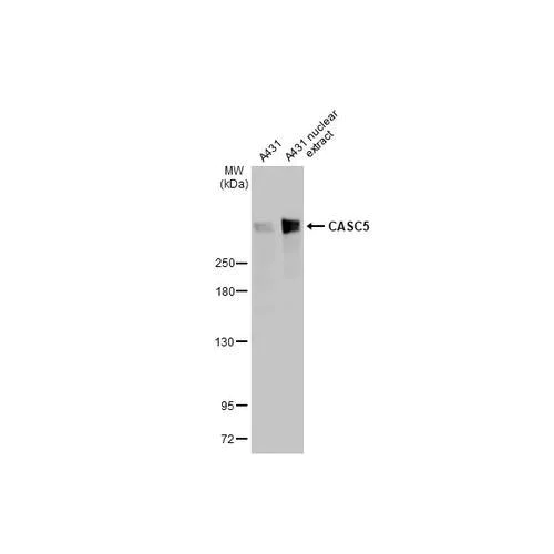 Western blot - Anti-CASC5 antibody [HL2158] (AB317147)