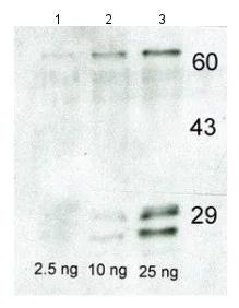 Western blot - Anti-Casein antibody (AB166596)