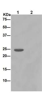 Immunoprecipitation - Anti-Casein antibody [EPR15762] - N-terminal (AB188331)
