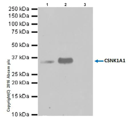 Immunoprecipitation - Anti-Casein Kinase 1 alpha antibody [EPR19824] - BSA and Azide free (AB223144)
