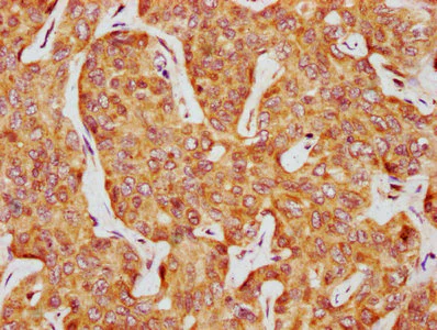 Immunohistochemistry (Formalin/PFA-fixed paraffin-embedded sections) - Anti-Casein Kinase 1 delta/CSNK1D antibody (AB236601)