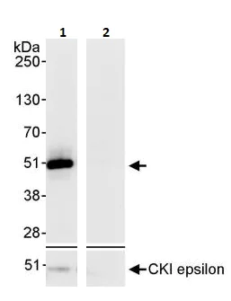 Immunoprecipitation - Anti-Casein Kinase 1 delta/CSNK1D antibody (AB264278)