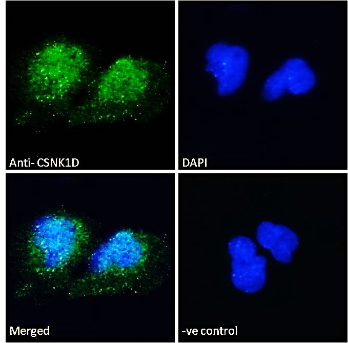 Immunocytochemistry/ Immunofluorescence - Anti-Casein Kinase 1 delta/CSNK1D antibody (AB48031)