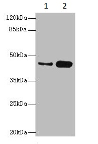 Western blot - Anti-Casein Kinase 1 gamma 2 antibody (AB230045), expandable thumbnail