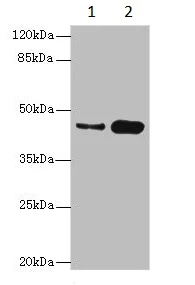 Western blot - Anti-Casein Kinase 1 gamma 2 antibody (AB230045)