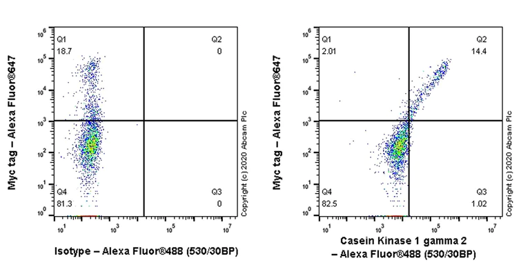 Flow Cytometry (Intracellular) - Anti-Casein Kinase 1 gamma 2 antibody [EPR20918-13] (AB238121)