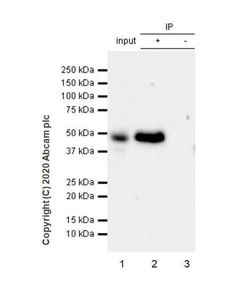 Immunoprecipitation - Anti-Casein Kinase 1 gamma 2 antibody [EPR20918-13] (AB238121), expandable thumbnail