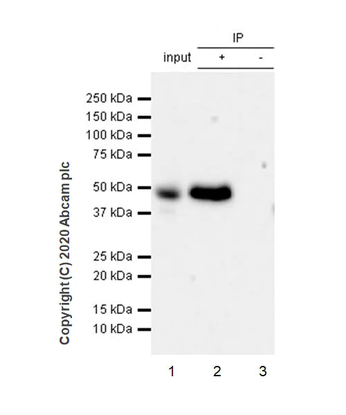 Immunoprecipitation - Anti-Casein Kinase 1 gamma 2 antibody [EPR20918-13] (AB238121)
