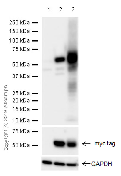 Western blot - Anti-Casein Kinase 1 gamma 2 antibody [EPR20918-13] (AB238121), expandable thumbnail