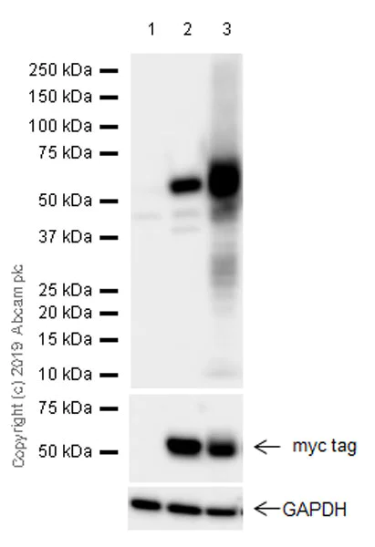 Western blot - Anti-Casein Kinase 1 gamma 2 antibody [EPR20918-13] (AB238121)