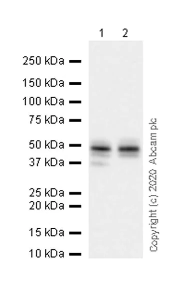 Western blot - Anti-Casein Kinase 1 gamma 2 antibody [EPR20918-13] (AB238121)