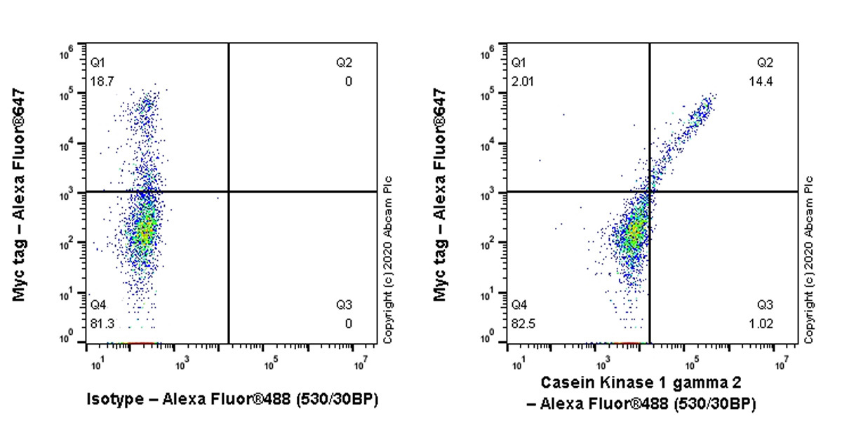 Flow Cytometry (Intracellular) - Anti-Casein Kinase 1 gamma 2 antibody [EPR20918-13] - BSA and Azide free (AB270040), expandable thumbnail