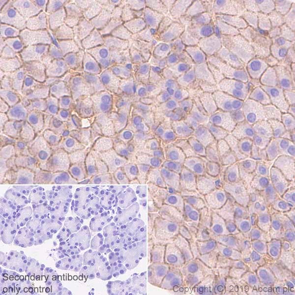 Immunohistochemistry (Formalin/PFA-fixed paraffin-embedded sections) - Anti-CASK antibody [K56A/50] (AB252540)